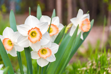 Beautiful yellow and orange flower of narcissus, narcissus, spring perennial flower and plants, with a blurred background, green leaves and grass. Garden growth. Bouquet