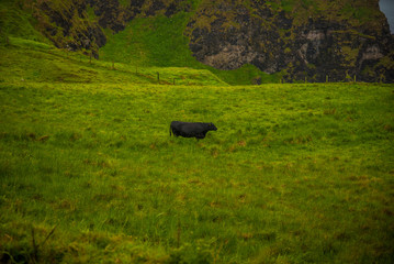 cows in a field