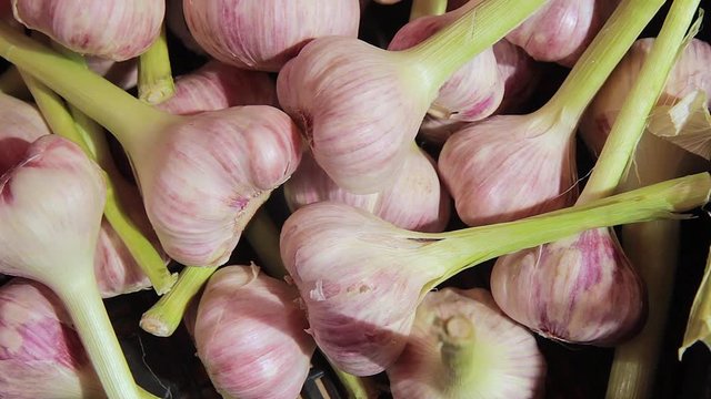 Young white garlic head heap top view