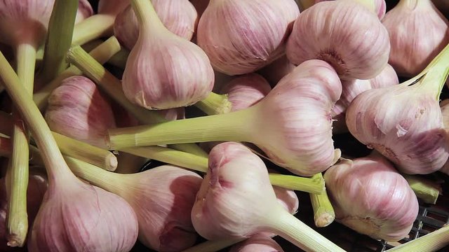 Fresh young garlic on the market. Spicy cooking ingredient	