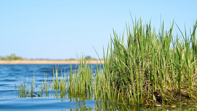 Gras (Segge) am Ufer von einem See in einem Naturschutzgebiet bei Magdeburg