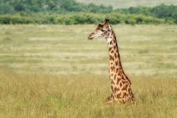  A Masai giraffe resting in the long grass of the Masai Mara