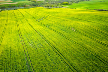 Yellow rape fields in the summer, aerial view