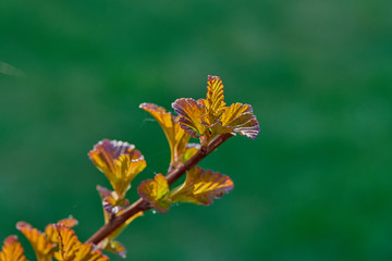 Physocarpus opulifolius