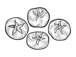Tomato plant sketch engraving vector illustration. Scratch board style imitation. Hand drawn image.