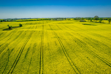 Green and yellow rape fields in sunny day, aerial view