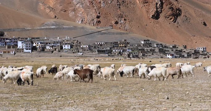 Ladakh rural countryside landscape. Pashmina goats pasture near Korzok village in Himalaya mountains