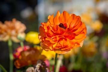An orange ranunculus flower in the Californian sunshine, with a shallow depth of field