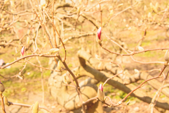 Buds, flowers, flowering tree, spring, floral background, screen saver, vacation, season, morning, sunny day, garden, paradise, nature, meditation, soul, world of flowers, magnolia, blooming magnolia