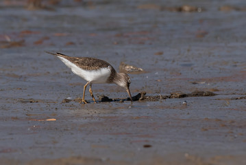 Common sandpiper