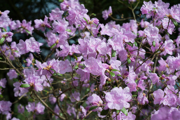 Pink rhododendron flowers bloom in spring in the garden