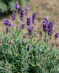 Obraz premium Lavandula angustifolia kwiaty w ogrodzie