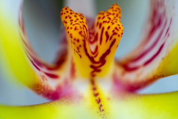 Close-up photo of orchid with spectacular colors. Macro photography