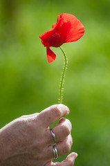 Obraz premium closeup of isolated poppy in hand on green meadow background