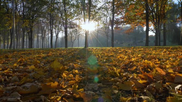 Walking the crispy yellow autumn foliage in the morning park. Sun rays are shining through trees branches. UHD