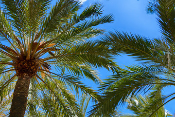 Tropical beautiful green palm trees against a bright blue sky.