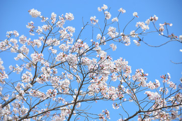 Fototapeta premium Beautiful Japanese cherry blossoms blooming in spring