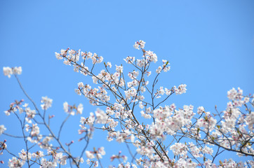 Beautiful Japanese cherry blossoms blooming in spring