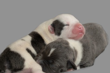 Puppy blue and white Stafffordshire bull terriers, pitbulls 4 days old