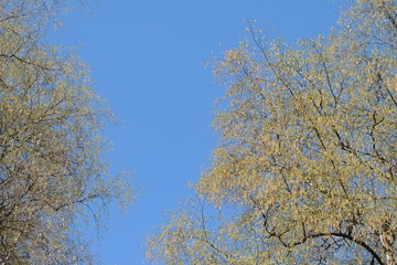 Fototapeta premium tree branches in the blue sky.blue sky .