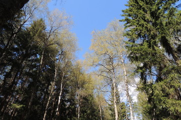 Obraz na płótnie Canvas trees and blue sky
