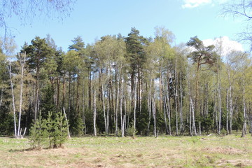 a tall slender forest.trees in the forest.
