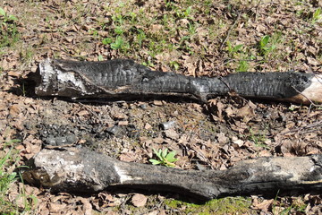 burnt tree in the woods.extinguished fire at the edge of the forest.