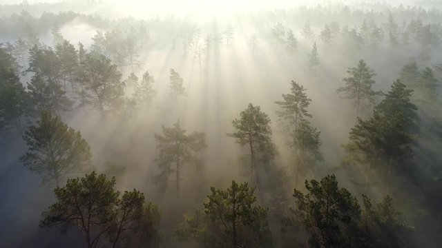 Flying over the trees in misty pine forest penetrated by the rays of morning sun during sunrise. Aerial shot, 4K