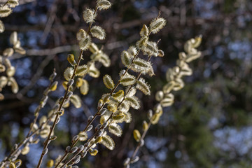 View of pussy willow tree branch in the spring time
