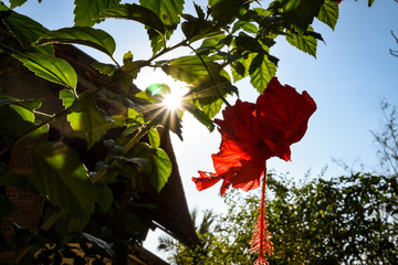 intense red hibiscus blossom with bokeh in sunlight - 265951620