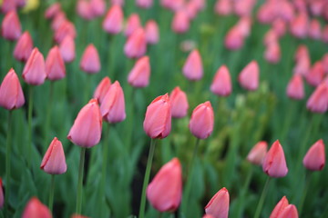 Close up of pink tulip flowers with leafs in the garden.