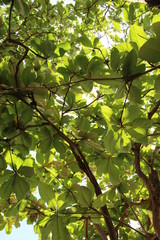 tree with liana in the tropical forest in Martinique