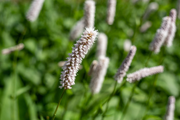 Plant polygonum bistorta