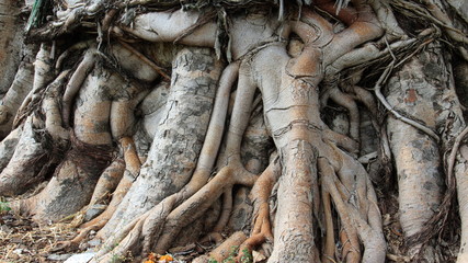 Topical Rain Forest And Close Up Bodhi Tree Roots In Thailand 