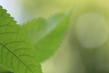 green leaf background