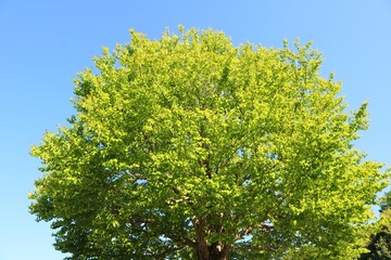 風景　緑　丸い　木　杤木