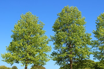 風景　新緑　爽やか　春　青空　杤木