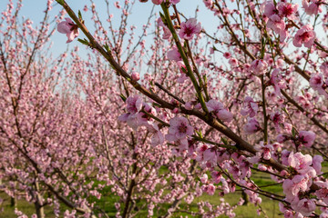 pink peach tree blossoms