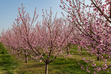 pink peach tree blossoms