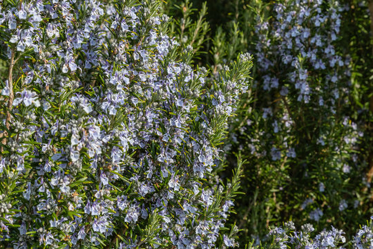 blue rosemary blossoms