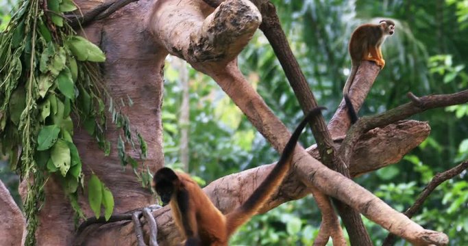 Geoffroy&rsquo;s monkey or Black-handed Spider in tropical rainforest