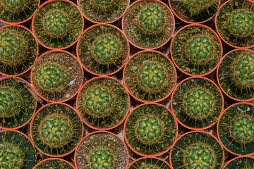 Collection of cactus plants in pots. Small ornamental plant. Selective focus, top-view shot. Cactus plant pattern. Natural background. Green texture background.