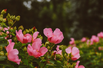 Beautiful floral summer abstract background of nature. Branches of blossoming hibiscus with soft focus on green background. Toned image with copy space.