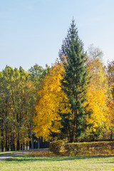 Fototapeta premium Alone high pine in park