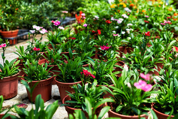 Fototapeta na wymiar Beautiful arrangement of plants in a flowers shop. Flowers for sale at a flowers market. Colorful flowers on a blurred background greenhouses. Production and cultivation of flowers. Plantation.