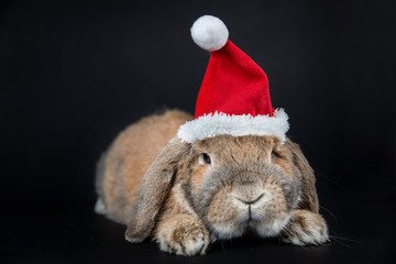 Dwarf rabbit breed sheep in the Christmas cap lies. New Year's photo session. Mammal pet.