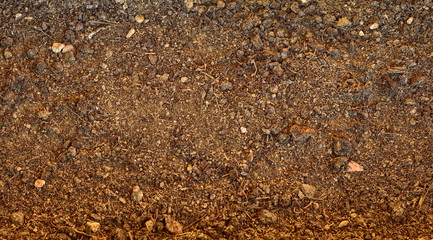 Close up of soil ready for the transfer of shoots