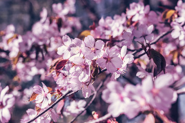 Blooming cherry branch in the spring garden at the wedding ceremony