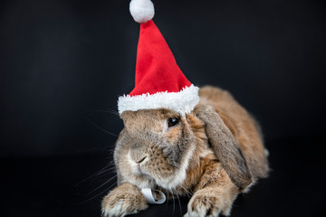 Dwarf rabbit breed sheep in the Christmas cap lies. New Year's photo session. Mammal pet.