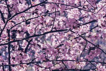 Blooming cherry branch in the spring garden at the wedding ceremony